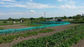 Photo of the Allotments